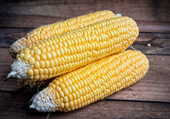  Corn FOCUSED an BLUR picture "Golden Fields: A Cornucopia of Beauty"
"Harvesting Sunshine: Golden Corn"
"Majestic Maize: A Cornfield's Glory"
"Fields of Gold: Cornstalk Splendor"
The Corn Chronicles