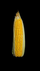  Corn FOCUSED an BLUR picture "Golden Fields: A Cornucopia of Beauty"
"Harvesting Sunshine: Golden Corn"
"Majestic Maize: A Cornfield's Glory"
"Fields of Gold: Cornstalk Splendor"
The Corn Chronicles