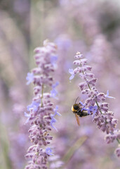 flowers, purple, bee, summer