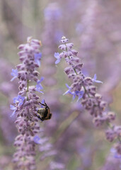 flowers, purple, bee, summer