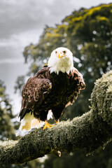 american bald eagle