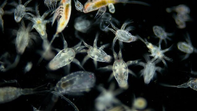 Zooplankton and plankton of White Sea under a microscope. Various types of Copepoda and their larvae, Chaetognatha.