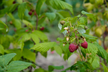 Garden raspberries on an autumn day. Copy space. 