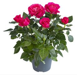 Rosier rouge en pot	
