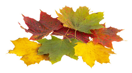 Feuille morte d'érable en automne
