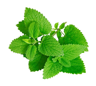 Feuilles de menthe fra&icirc;ches