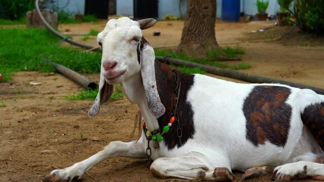 Domestic goats are a mother goat and two goats. In nature, in the meadow. Pets. Portrait. The goats look at the viewer.