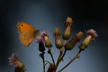motyl na kwiatach