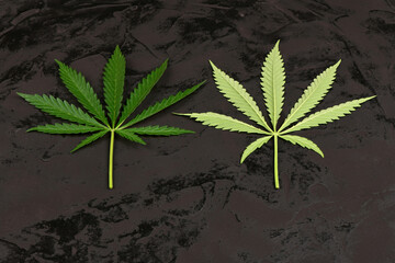 Cannabis leaves, marijuana isolated on black background.