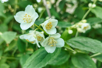 Obraz na płótnie Canvas Blooming jasmine shrub in June. Jasmine flowers in garden background.