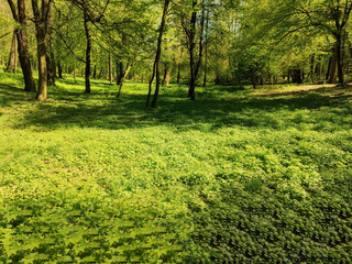Fototapeta premium Green local public park with beautiful trees in the soft morning sunlight.