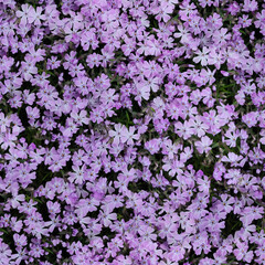 Obraz na płótnie Canvas Seamless pattern of pink background from flower, Phlox subulate. Top view background, texture