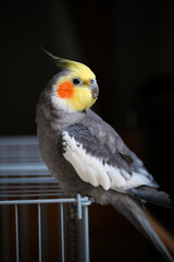 cockatiel on top of his cage dark background