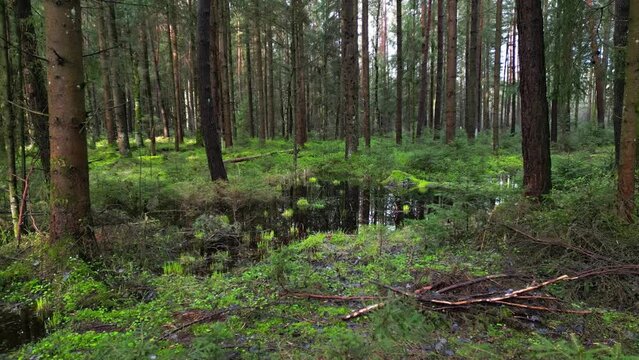 Tracking shot of bog and pine forest, beautiful nature landscape, 4k