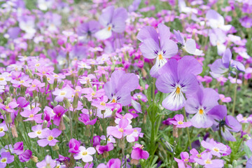 Obraz premium Pink garden flowers