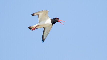 white stork in flight