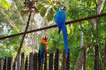 Blue-and-yellow macaw and Catalina macaw on the cage