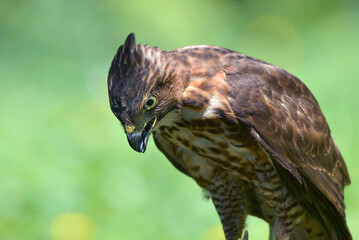 Close-up photo of a Crested goshawk 