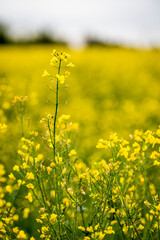 Flowers among the rapeseed fields.