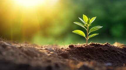 Young plant in the morning light on nature background, 16:9, high quality, copy space, concept: Growth - obrazy, fototapety, plakaty