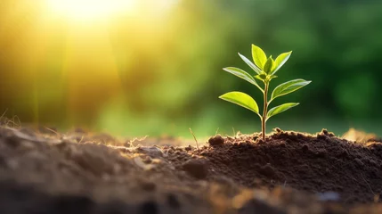 Deurstickers Young plant in the morning light on nature background, 16:9, high quality, copy space, concept: Growth © Christian