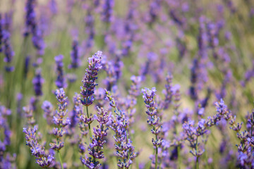 Obraz premium Lavender flowers. Blooming lavender field