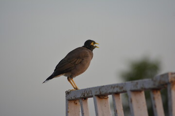 bird