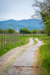 Fototapeta premium Flowers among the rapeseed fields.