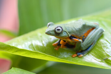 Green tree flying frog ( Rhacoporus rheinwarditii ) is in its habitat