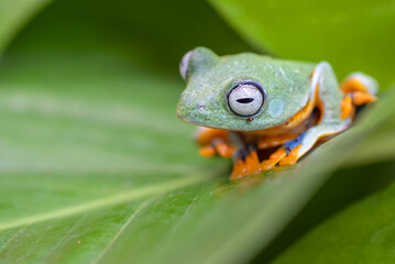 Green tree flying frog ( Rhacoporus rheinwarditii ) is in its habitat