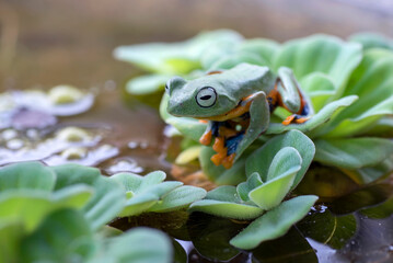 Green tree flying frog ( Rhacoporus rheinwarditii ) is in its habitat
