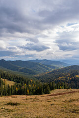 Fototapeta na wymiar Dense forest in Romania