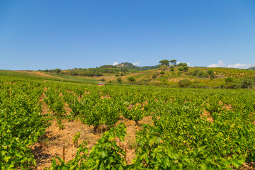 Vineyards in Navarre - 647374084
