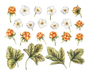 Watercolor set of berries, cloudberry flowers on a white background