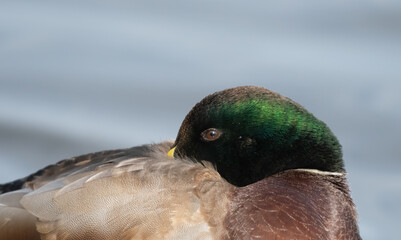 Mallard duck profile