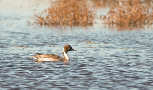 Northern pintail swimming