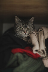 Scottish Straight cat is hiding in a wardrobe. Cute cat sleeps on pile of clothes. Fluffy pet has a nap in wardrobe