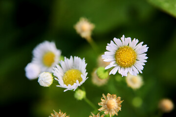 Fototapeta premium Chamomile flower macro photo. Chamomile with blurred 
