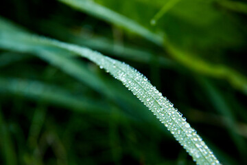 Drops of dew on the grass macro rain