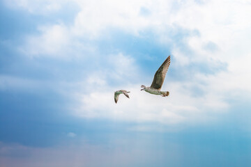 Wild birds in the sky. Birds flying. Seagulls flying against blue sky. Seagull soaring in the sky. Seabird In Flight. 