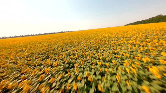 Untitled PrFPV, Ukraine, Sunflower field on a sunny day with clear blue sky. Splendid scene of vivid yellow sunflowers. Location place Ukraine, Europe. Ecology concept. Agrarian industry. Beauty of ea
