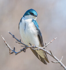 Tree swallow on branches