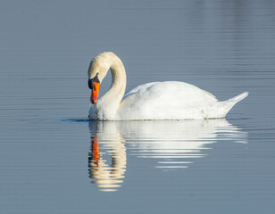 Mute swan on pond