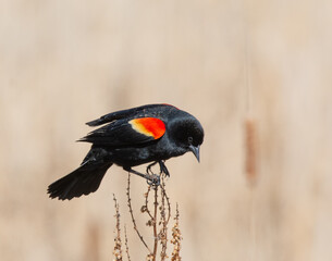 Red-winged blackbird on reeds