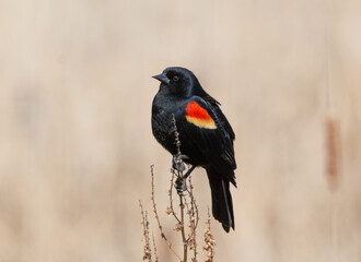 Red-winged blackbird on reeds