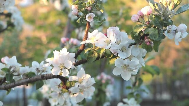 Sunset Elegance: Apple Tree Blossoms in Focus close up