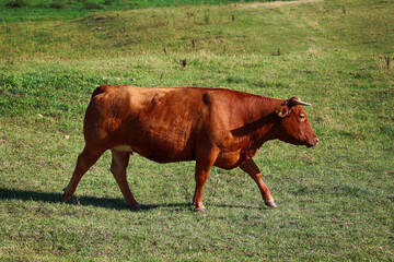 Krowa mleczna. Piękny pejzaż z widokiem na pastwisko i pasące się krowy - obrazy, fototapety, plakaty