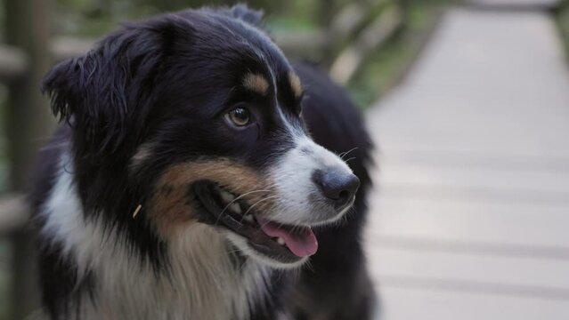 Happy, cute, Aussie Shepard, dog, smiling, happy, cute puppy, fur, dog walk, dog owner, panting. 4K 24FPS