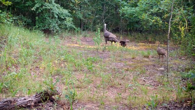 Wild turkey hen and two chicks crossing an opening in the woods in summer