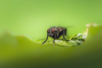 fly close-up in the morning light